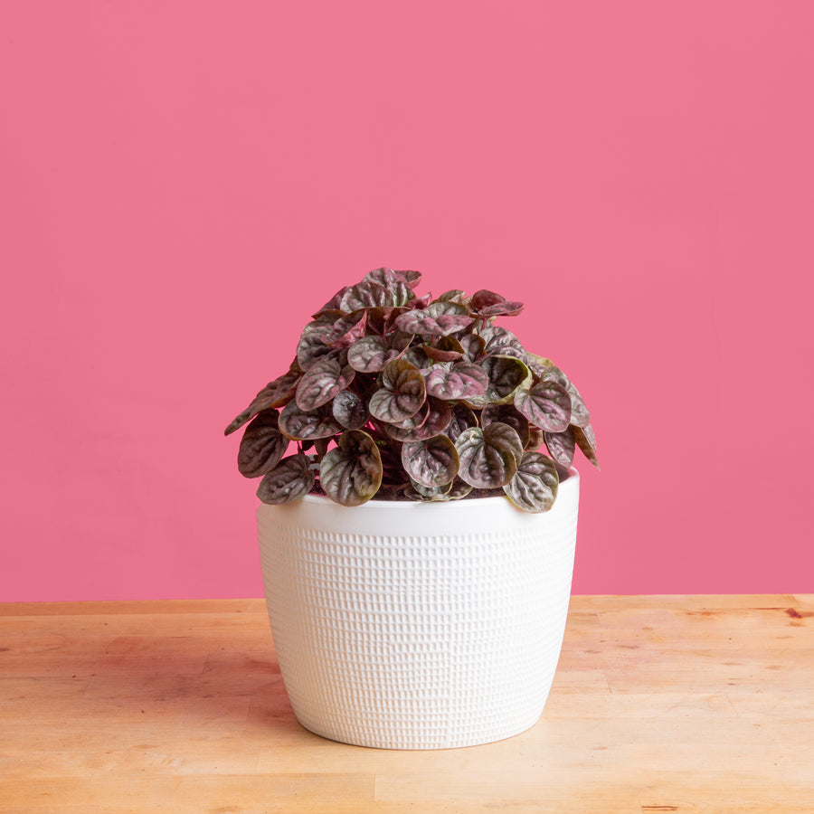 peperomia schumi red plant in a textured white mixed material planter, set against a bright pink background, the reddish foliage of the plant is the focus