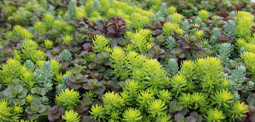 Sedum