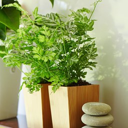 10 Fabulous Indoor Ferns