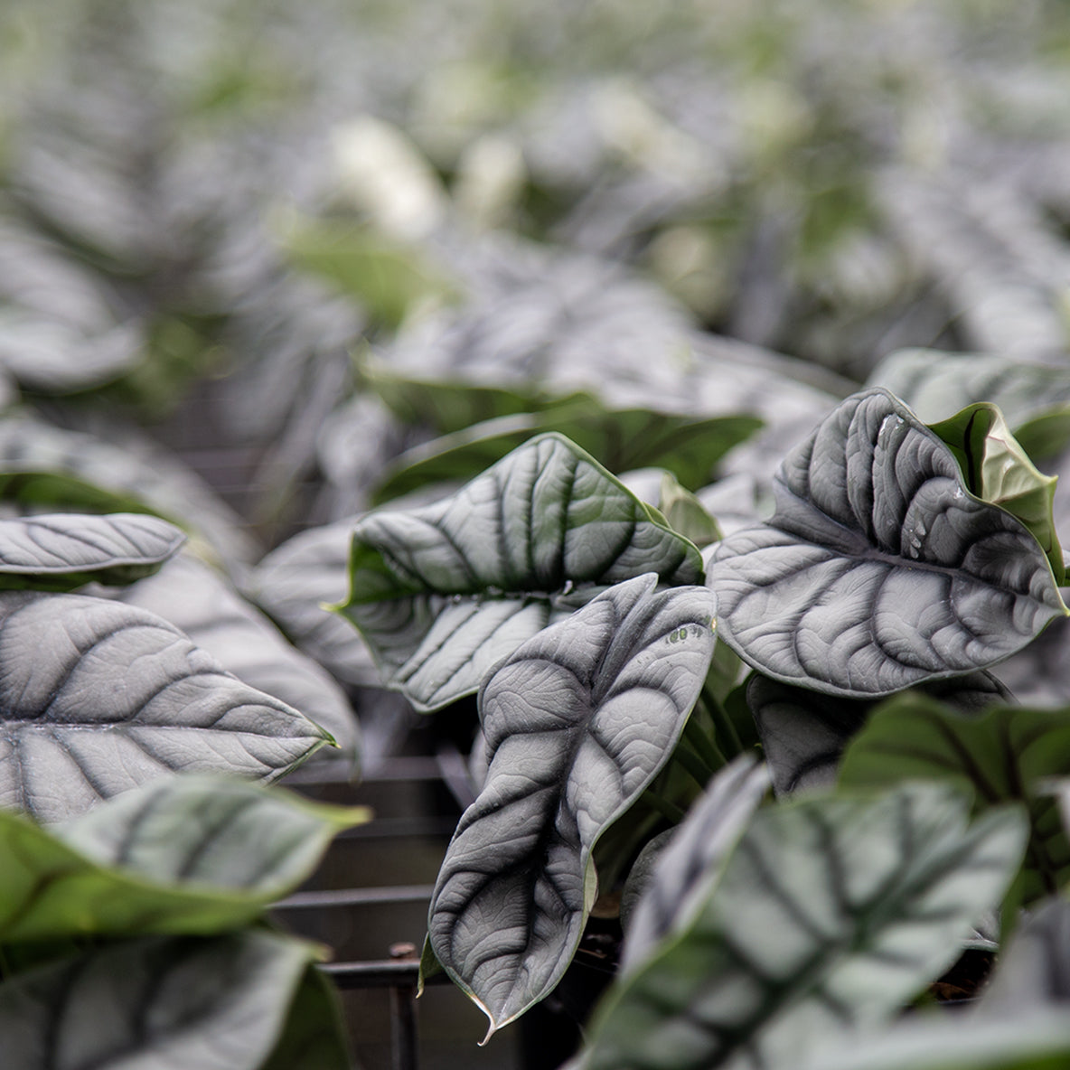 bunches of alocasia silver dragon plants growing out on a field they are freshly watered and you can see some water droplets on some leaves