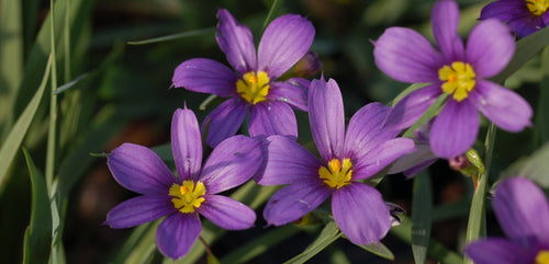 Blue-Eyed Grass