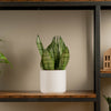 Snake Plant | medium