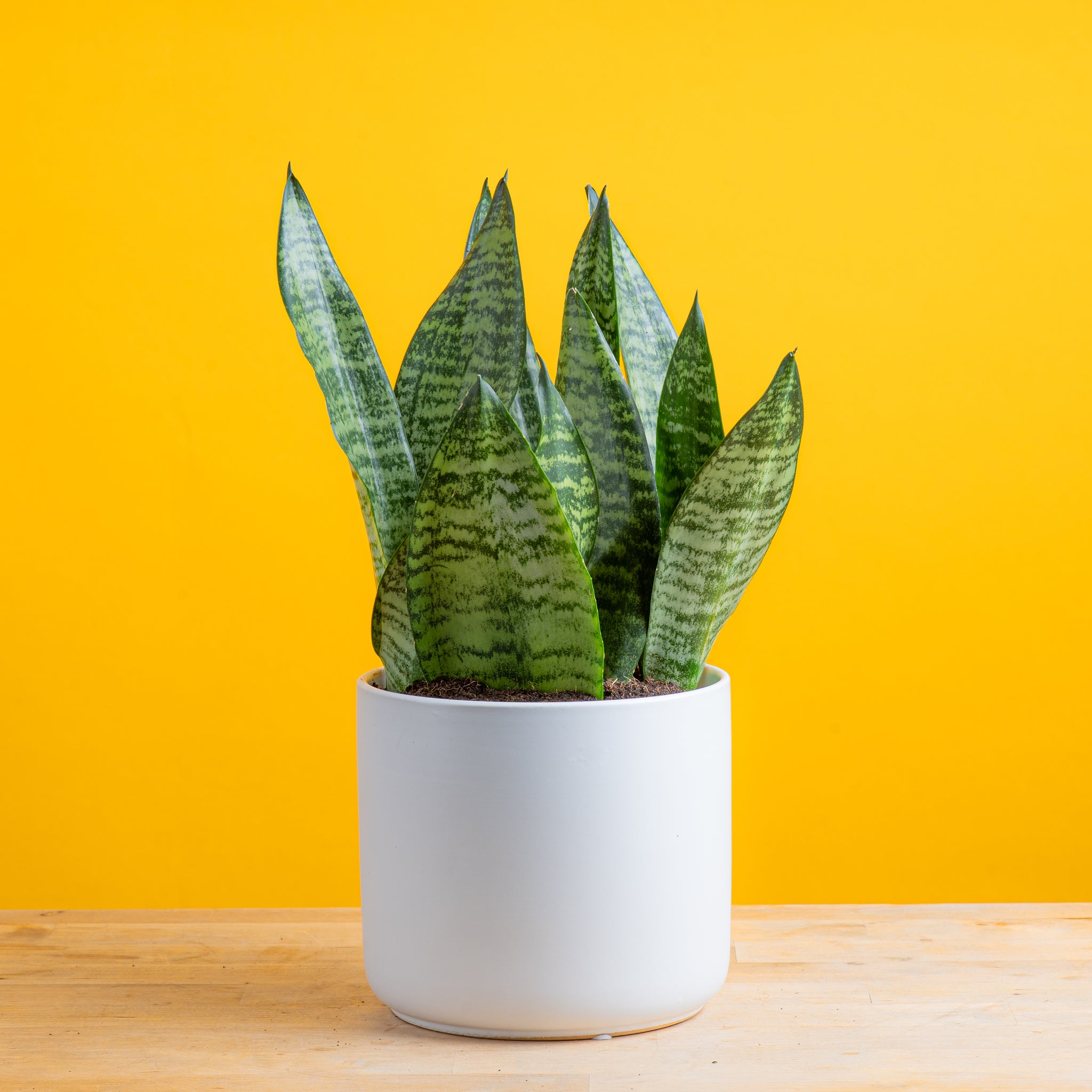 Snake Plant | medium