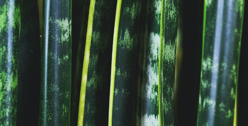 Small to Tall: A Trio of Sculptural Snake Plants