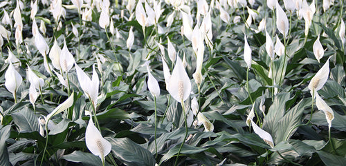 Peace Lily