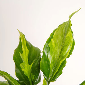 detail closeup of the spathonema leaves to show off dark and light green variagation