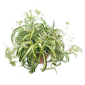 Variegated Bonnie Spider Plant