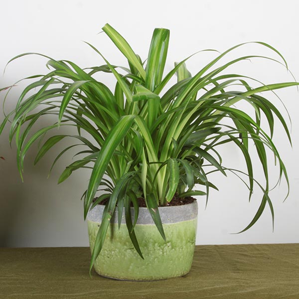 Hawaiian Spider Plant