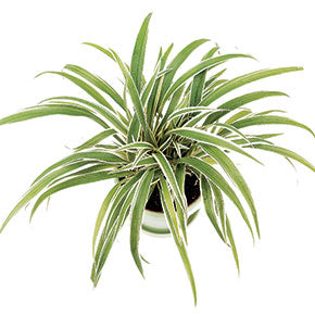 Zebra Grass Spider Plant