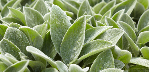 Lamb's Ear