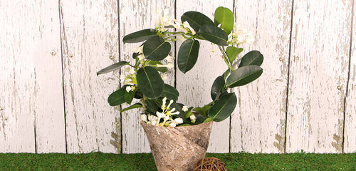 Stephanotis