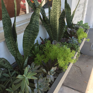 Window Box Wizardry