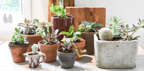 How to Grow Succulents Indoors