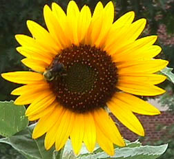 Sunflower, Annual