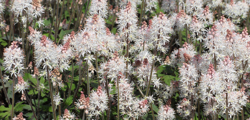 Tiarella