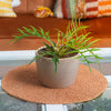 philodendron tortum plant in a textured mixed material planter sitting on a glass coffee table in a brightly lit living room 