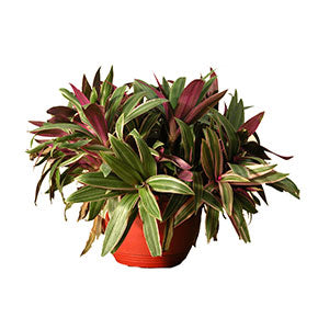 Oyster Plant