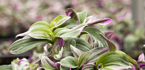 Nanouk Tradescantia