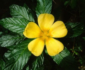 Buttercup Bush