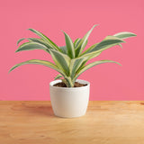 6 inch dracaena white aspen in textured white mixed material pot, set against a bright pink background