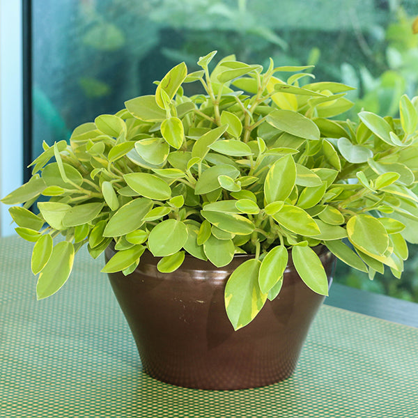 Variegated Teardrop Peperomia