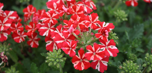 Verbena