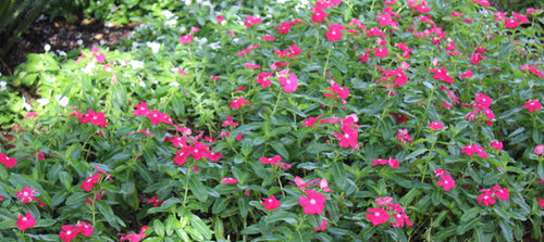 Vinca, Annual