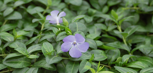 Vinca, Perennial