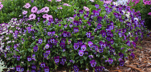 Viola, Annual