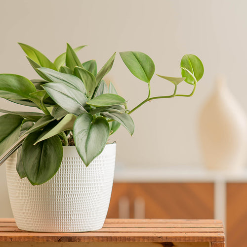 Watering Scindapsus Moonlight houseplant in a white pot with metal watering can