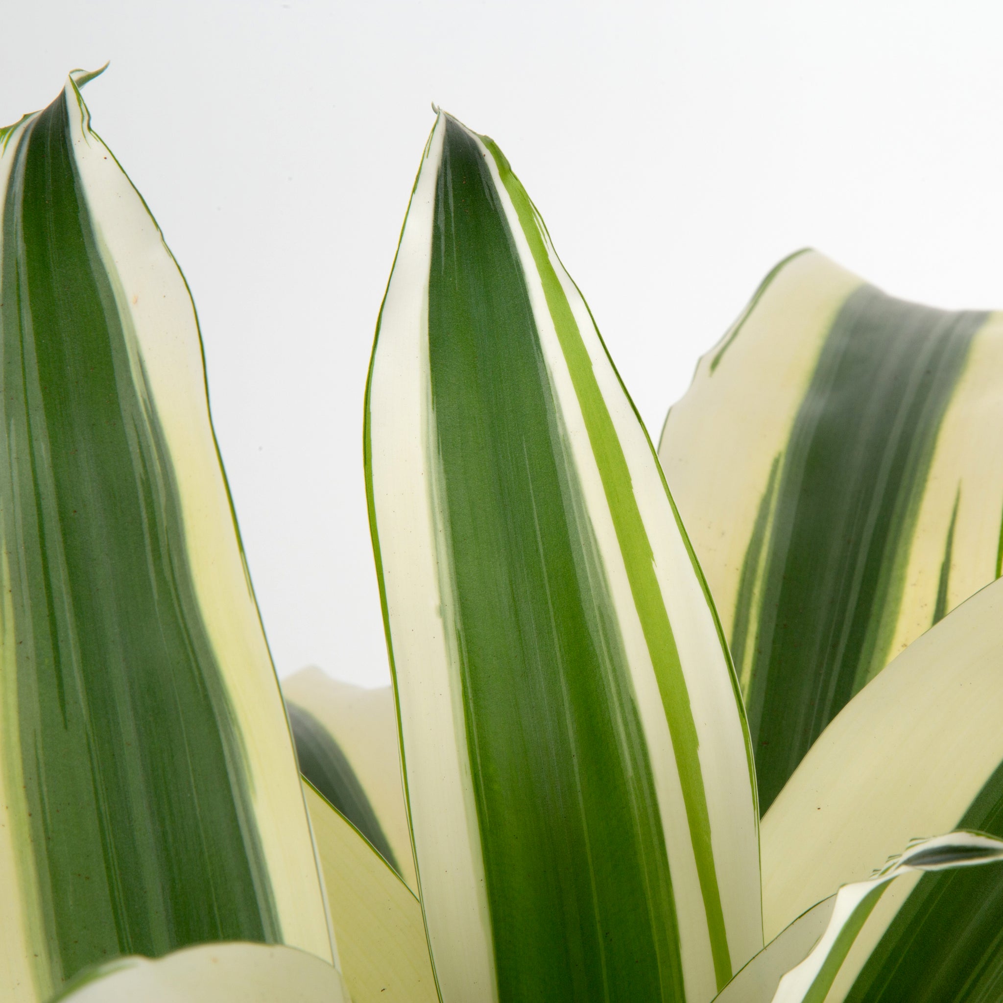 detail close up of dracaena white aspen foliage, the plant has cream edges and dark green centers