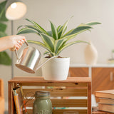 6 inch dracaena white aspen plant in white textured pot being watered in someones living room