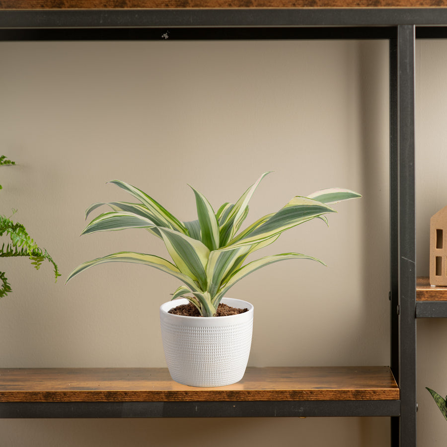 dracaena white aspen plant in  white textured pot sitting on a wood and iron shelf in someones home 