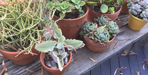 Moving Succulents Indoors for Winter