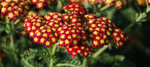 Yarrow