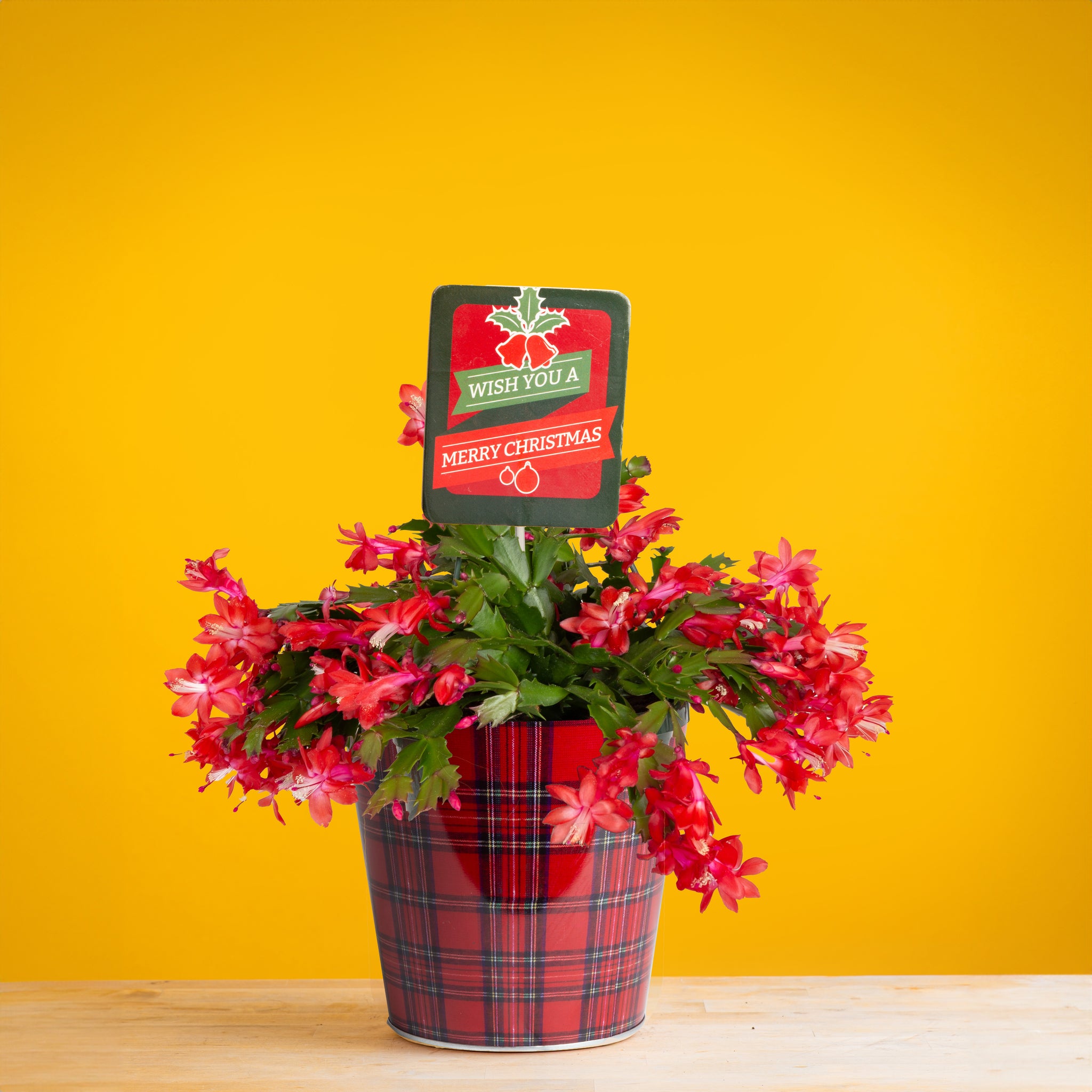 holiday cactus in festive red plaid tin with tag reading "wish you a merry christmas", set against a bright yellow background