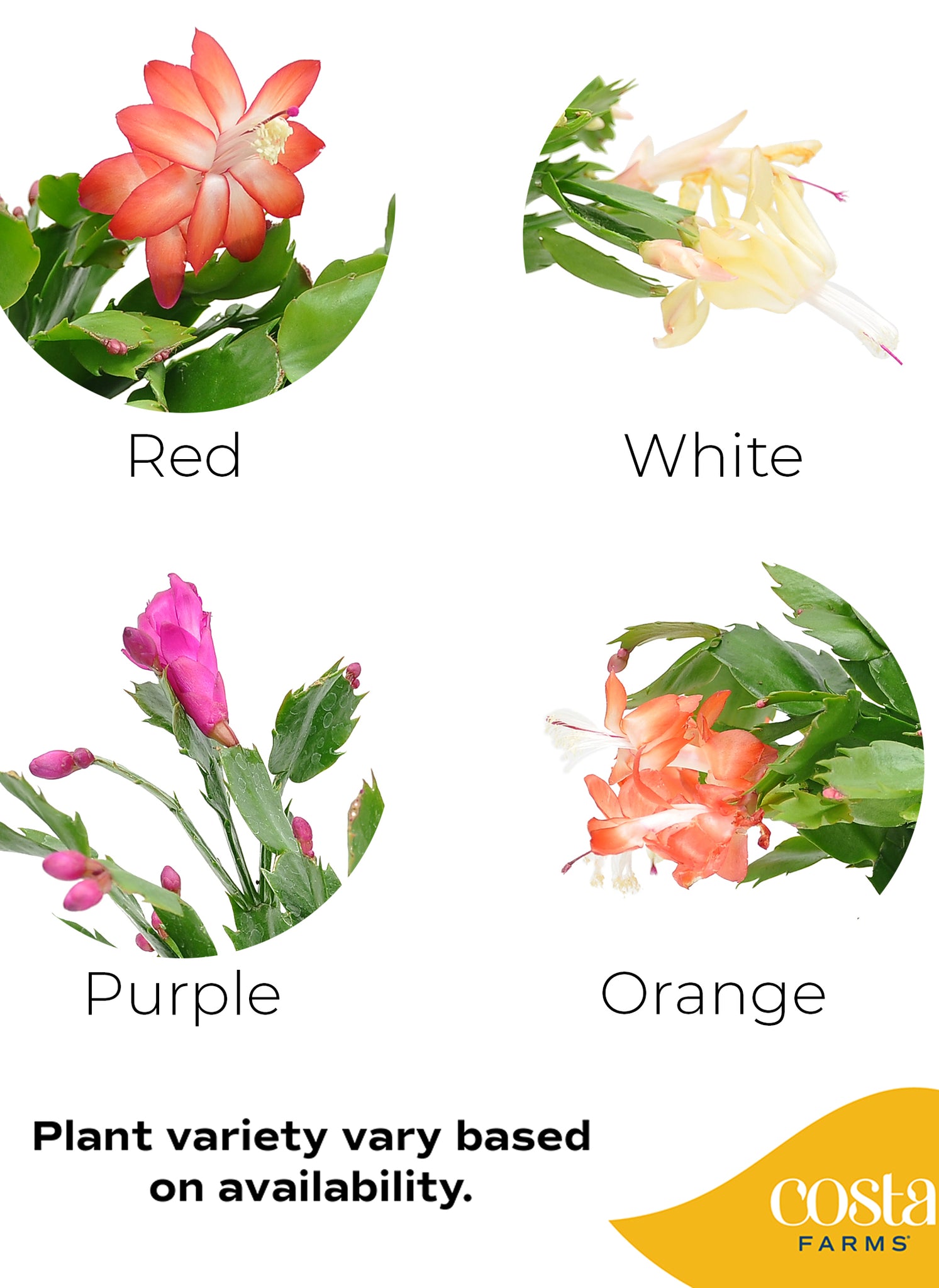 examples of flower colors that can be shipped of holiday cacti, flowers may be either red, white, purple or orange. image text reads "plant variety vary based on availability"