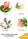 examples of flower colors that can be shipped of holiday cacti, flowers may be either red, white, purple or orange. image text reads "plant variety vary based on availability"