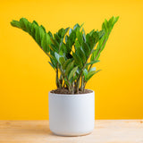 ZZ Plant | medium