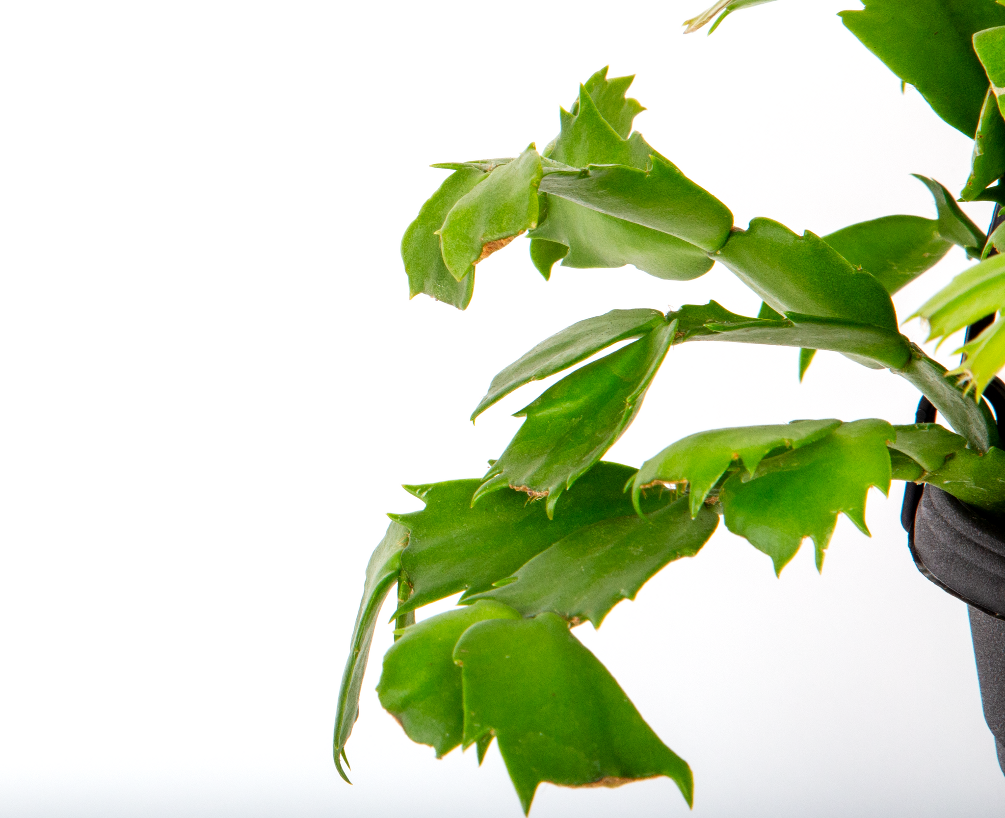 holiday cactus leaves without any blooms to showcase what it looks like before the flowers and buds come