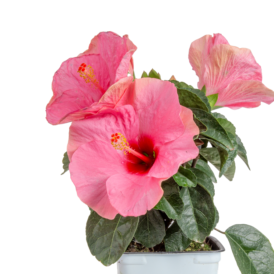 close up of Tropical Hibiscus HibisQs® Adonicus Double Pink flowers to showcase brilliant pink blooms and dark green leaves