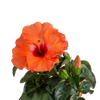 Tropical Hibiscus HibisQs® Adonicus Double Orange flowers in a detailed view, one flower is open and showcasing its brilliant orange color and another is still in bud form waiting to open 