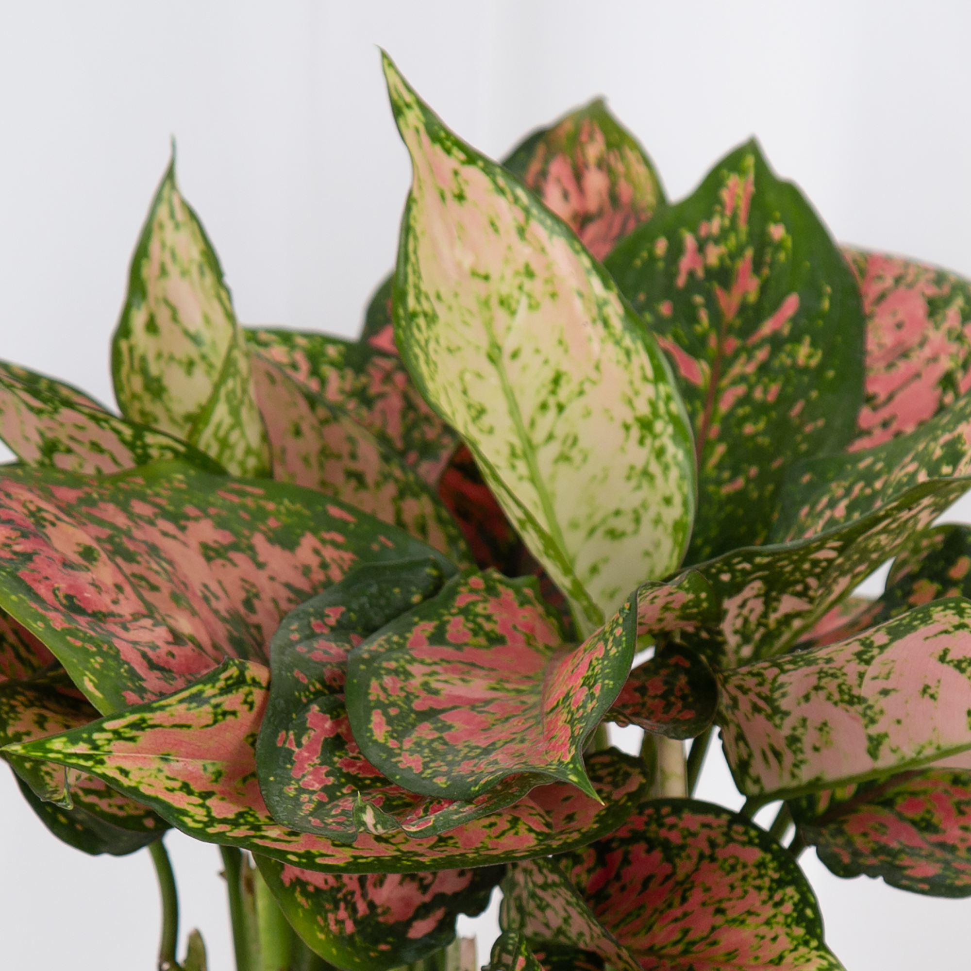 close up detail of the coloring the pink and green and whitish leaves of anyanmanee aglaonema