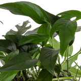 detail close up shot of the baltic blue pothos leaves they are dark green and can split like a swiss cheese plant