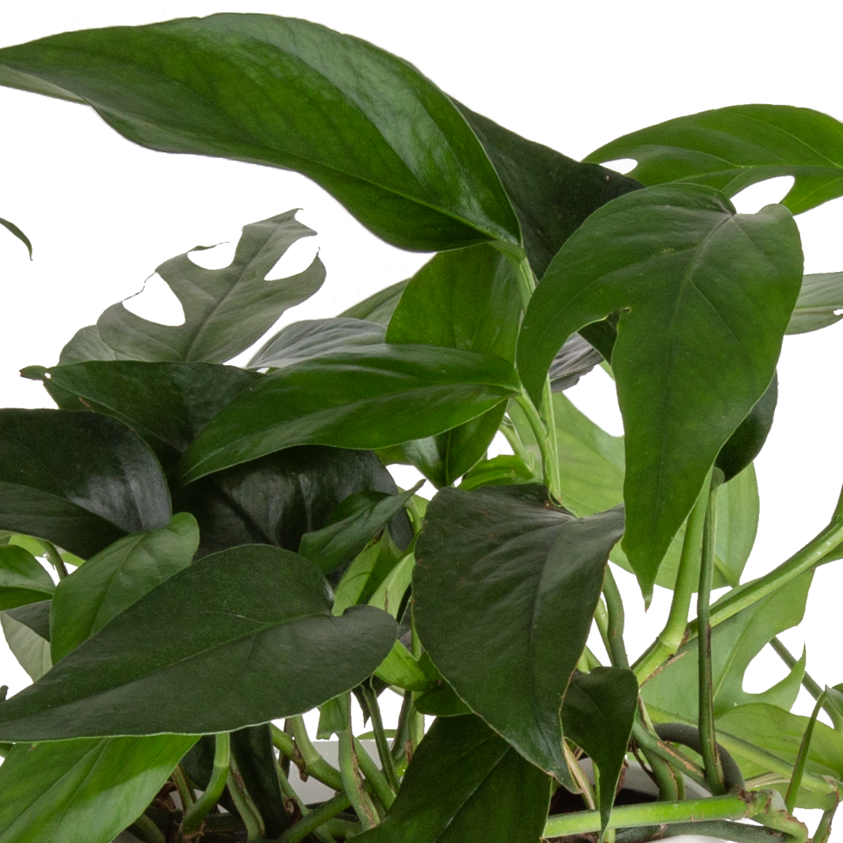 detail close up shot of the baltic blue pothos leaves they are dark green and can split like a swiss cheese plant