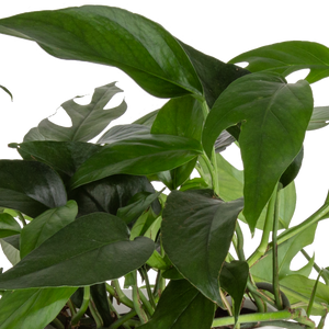 detail close up shot of the baltic blue pothos leaves they are dark green and can split like a swiss cheese plant