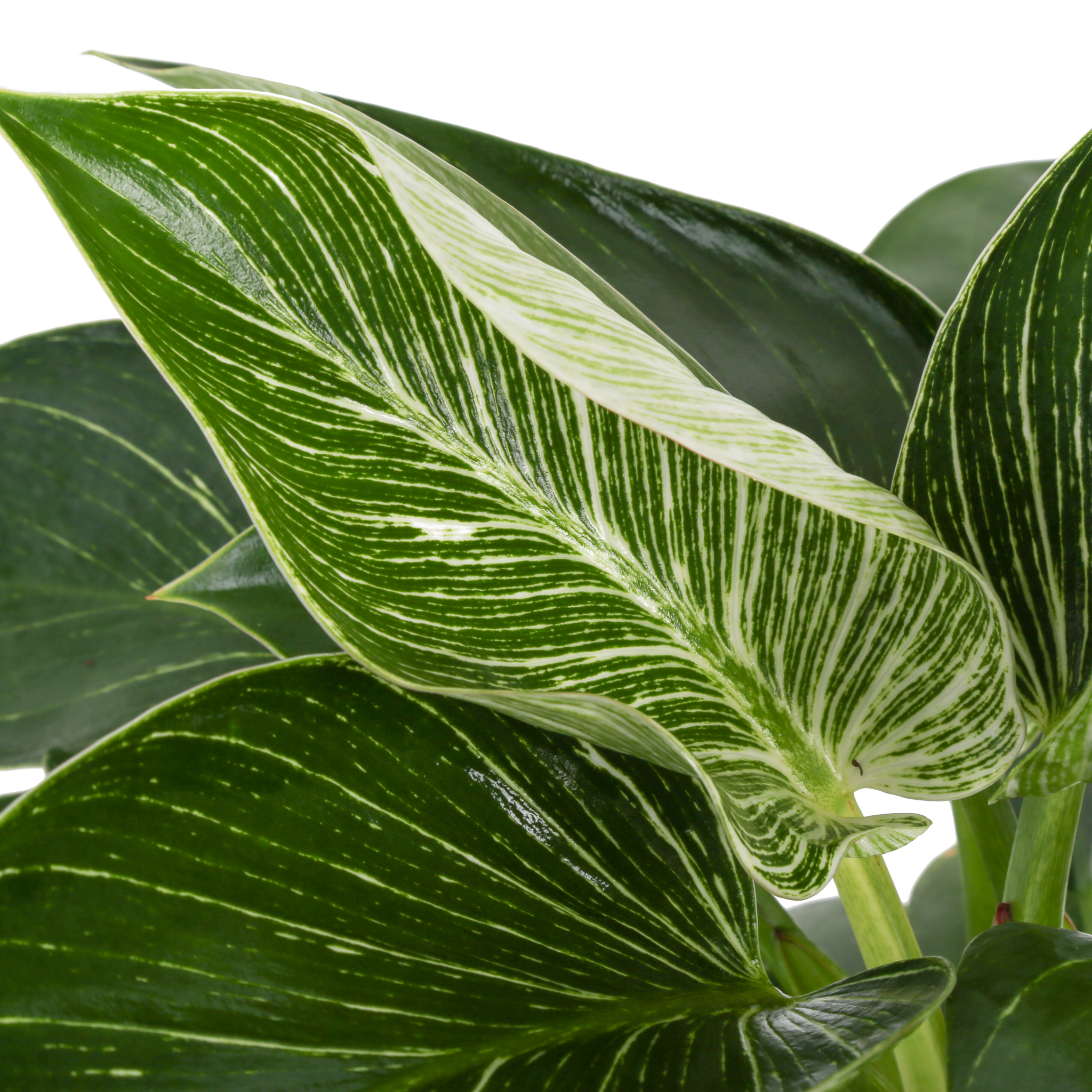 detail close up view of the philodendron birkin foliage, the leaves are dark green with creamy white stripes throughout each leaf 