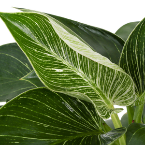 detail close up view of the philodendron birkin foliage, the leaves are dark green with creamy white stripes throughout each leaf 