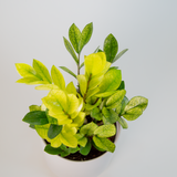 birds eye view of chameleon zz foliage, bright yellow-green and dark green variagations in the leaves are showcased