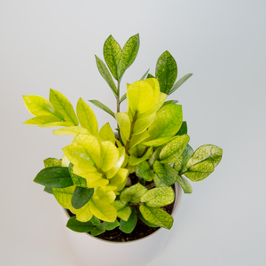 birds eye view of chameleon zz foliage, bright yellow-green and dark green variagations in the leaves are showcased